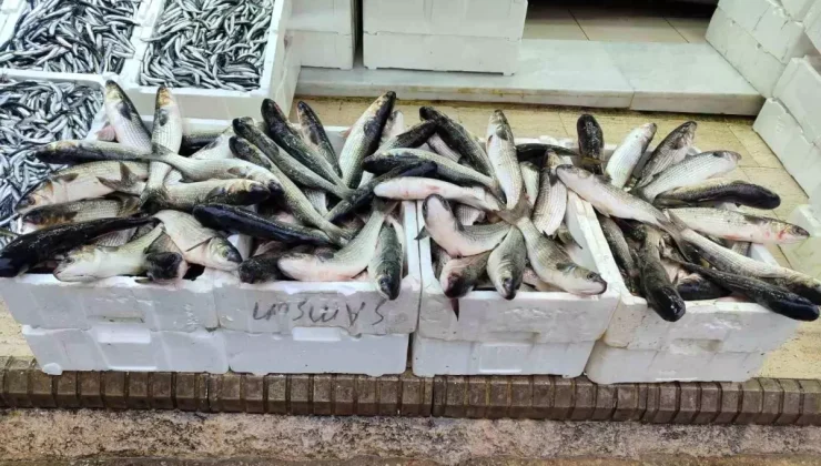 Sinop’ta Bol Kefal Satışta