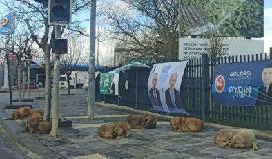 Başıboş köpekler Ankara’yı sardı: 247 başvuru 6 aydır bekletiliyor