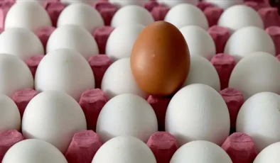 Türkiye, ABD ile 15 bin ton yumurta ihracatı için anlaştı