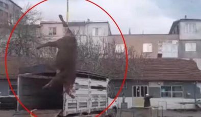 Kesecekleri boğayı ayağından bağlayıp vinçle götürdüler
