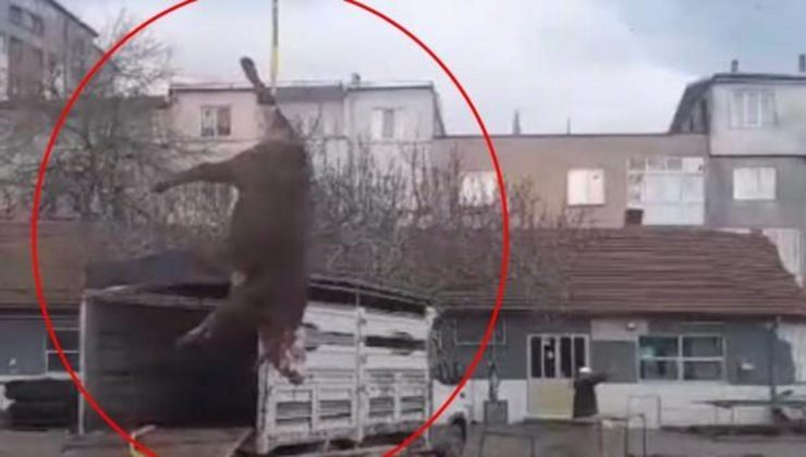 Kesecekleri boğayı ayağından bağlayıp vinçle götürdüler