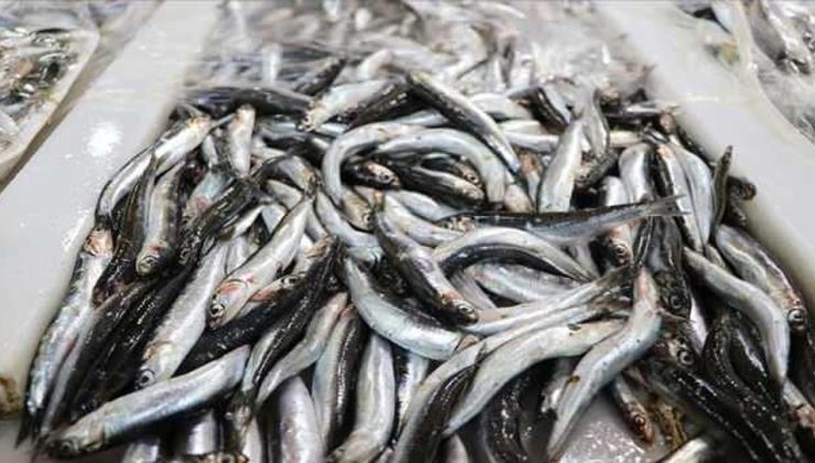 Ordu’da hamsinin kilogramı 250 liradan satılıyor