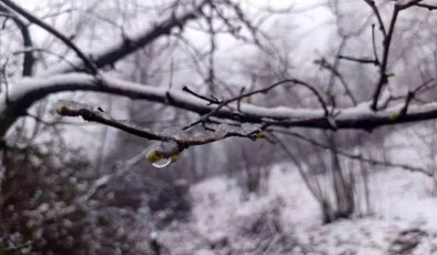 Ordu’da Zirai Don Tehlikesi