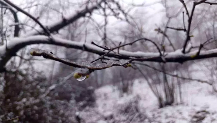 Ordu’da Zirai Don Tehlikesi