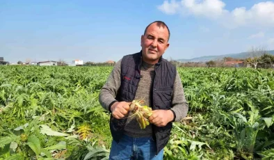 Urla’da Sakız Enginarı Don Vurdu