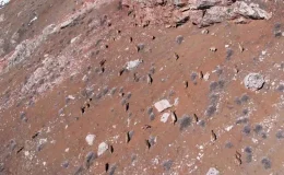 Yaban Keçileri Adıyaman Karayolunda
