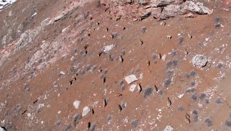 Yaban Keçileri Adıyaman Karayolunda